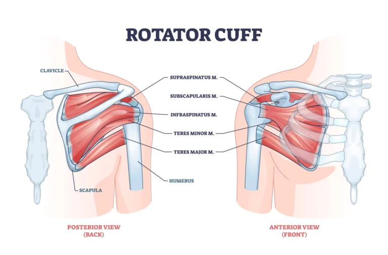 Which Is A Prime Mover Of The Glenohumeral Joint